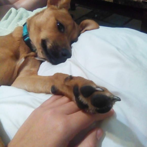 Meet your Posher, Guinevere - Picture 1 of 1